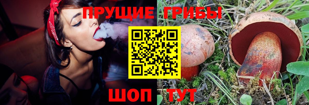 Псилоцибиновые грибы Psilocybine cubensis Новокубанск